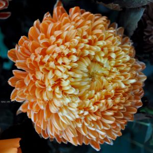 Dallasflower-lanhodiep-hoakhaitruong-Lẵng Hoa Chúc Mừng Cúc Mẫu Đơn - L003