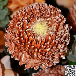 Dallasflower-lanhodiep-hoakhaitruong-Lẵng Hoa Chúc Mừng Cúc Mẫu Đơn - L003