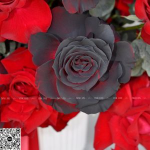 dallasflower-lanhodiep-hoakhaitruong-Lẵng Hoa Hồng Chúc Mừng - L019