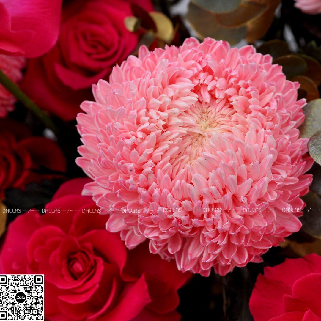 Dallas-Dallasflower-Lẵng Hoa Chúc Mừng Cúc Mẫu Đơn và Hoa Hồng Pink Floyd - L005 Dallas-Dallasflower-Lẵng Hoa Chúc Mừng Cúc Mẫu Đơn và Hoa Hồng Pink Floyd - L005Dallas-Dallasflower-Lẵng Hoa Chúc Mừng Cúc Mẫu Đơn và Hoa Hồng Pink Floyd - L005