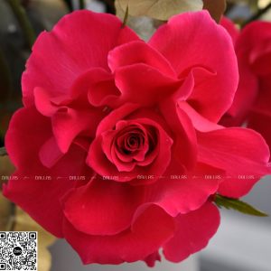 Dallas-Dallasflower-Lẵng Hoa Hồng prink flold Chúc Mừng - L011