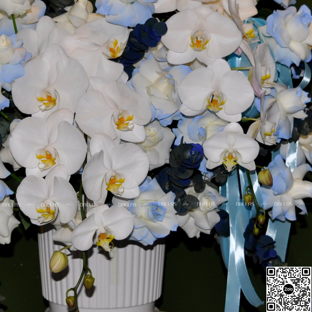 Lẵng Hoa Chúc Mừng Lan Hồ Điệp - L006 Lẵng Hoa Chúc Mừng Lan Hồ Điệp - L006