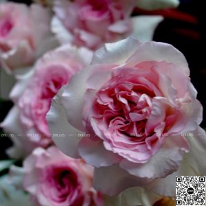 Dallasflower-lanhodiep-Lẵng Hoa Hồng Chúc Mừng - L014