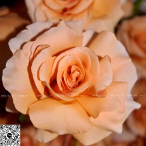 Lẵng Hoa Hồng Chúc Mừng - L08