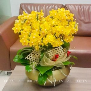 Chậu Lan Hồ Điệp Mini Vàng 14 Cành Đôi (M7-V2/05)
