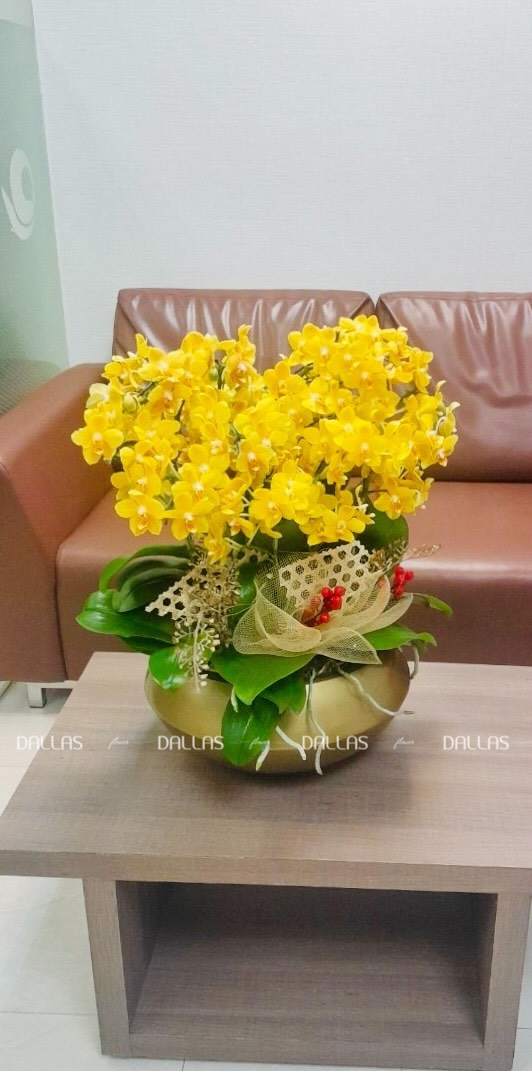 Chậu Lan Hồ Điệp Mini Vàng 14 Cành Đôi (M7-V2/05) Chậu Lan Hồ Điệp Mini Vàng 14 Cành Đôi (M7-V2/05)