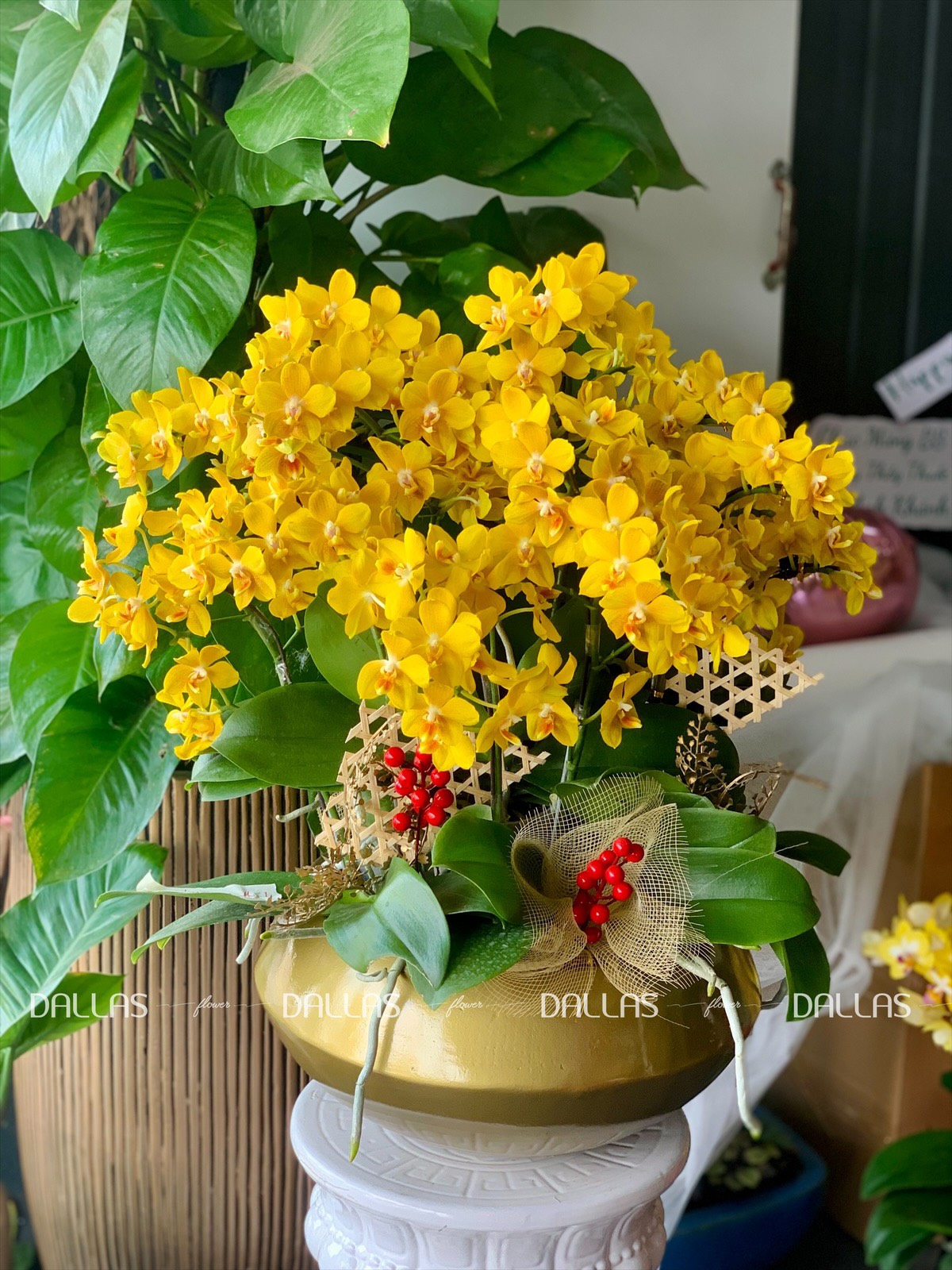 Chậu Lan Hồ Điệp Mini Vàng 14 Cành Đôi (M7-V2/05) Chậu Lan Hồ Điệp Mini Vàng 14 Cành Đôi (M7-V2/05)