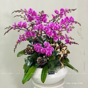 Chậu Lan Hồ Điệp Mini Tím 12 Cành Đôi (M6-TI2/01)
