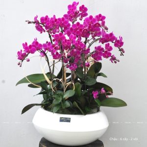 Chậu Lan Hồ Điệp Mini Tím 12 Cành Đôi (M6-TI2/04)