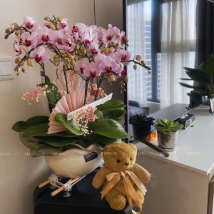 Chậu Lan Hồ Điệp Mini Hồng 8 Cành Đôi (M4-H2/03)