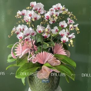 Chậu Lan Hồ Điệp Mini Hồng 10 Cành Đôi (M5-H2/03)