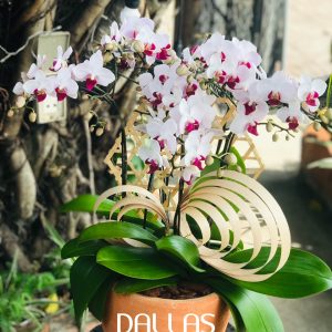 Chậu Lan Hồ Điệp Mini Hồng 6 Cành Đôi (M3-H2/01)