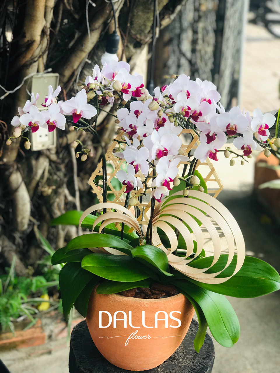 Chậu Lan Hồ Điệp Mini Hồng 6 Cành Đôi (M3-H2/01) Chậu Lan Hồ Điệp Mini Hồng 6 Cành Đôi (M3-H2/01)