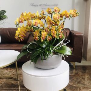 Chậu Lan Hồ Điệp Mini Vàng 10 Cành Đôi (M5-V2/03)