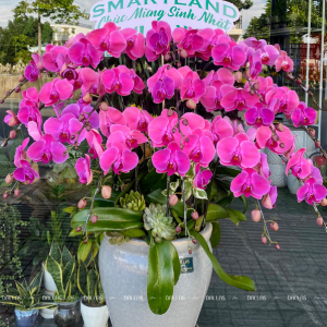 Chậu Lan Hồ Điệp Hồng 15 Cành (Đ15-H1/01)