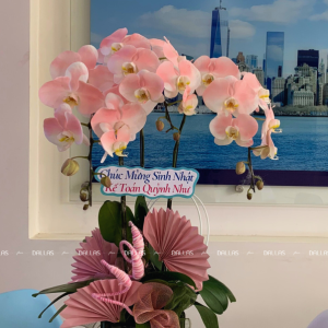 Chậu Lan Hồ Điệp Hồng Pastel 3 Cành (Đ3-NH1/01)