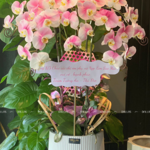 Chậu Lan Hồ Điệp Hồng Pastel 5 Cành (Đ5-N1/02)