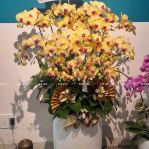 Chậu Lan Hồ Điệp Vàng 24 Cành Đôi (Đ12- V2/01/C)