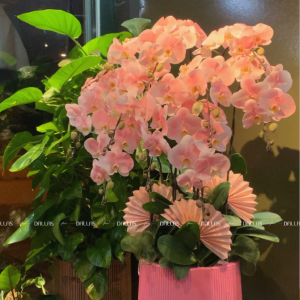 Chậu Lan Hồ Điệp Hồng Pastel 8 Cành (Đ8-NH1/03)