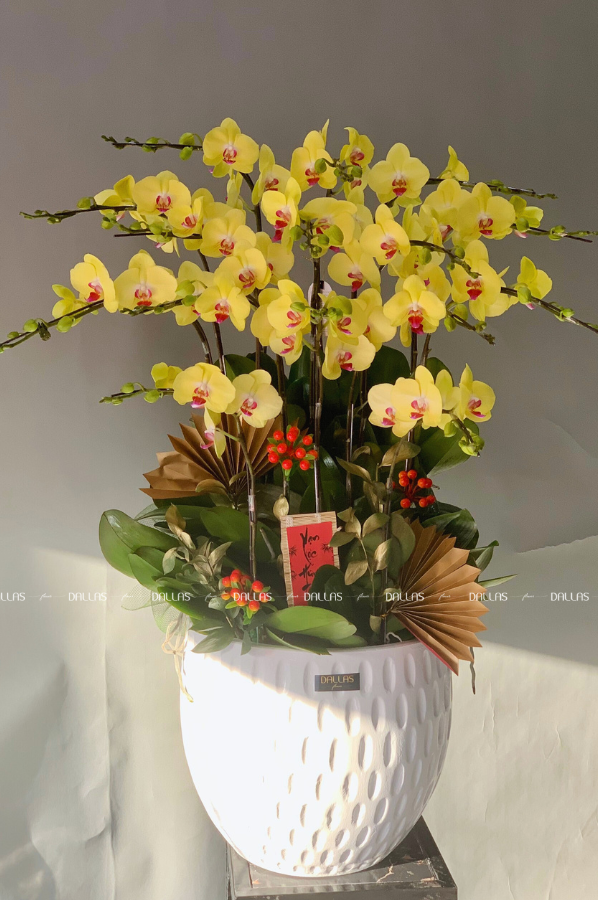 SMARTLAND - Chậu Hoa Lan Hồ Điệp Chúc Mừng Khai Trương Văn Phòng Mới