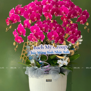 Chậu Lan Hồ Điệp Đột Biến Tím 8 Cành (Đ8-ĐB1/02)