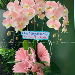 Chậu Lan Hồ Điệp Hồng Pastel 3 Cành (Đ3-NH1/01)