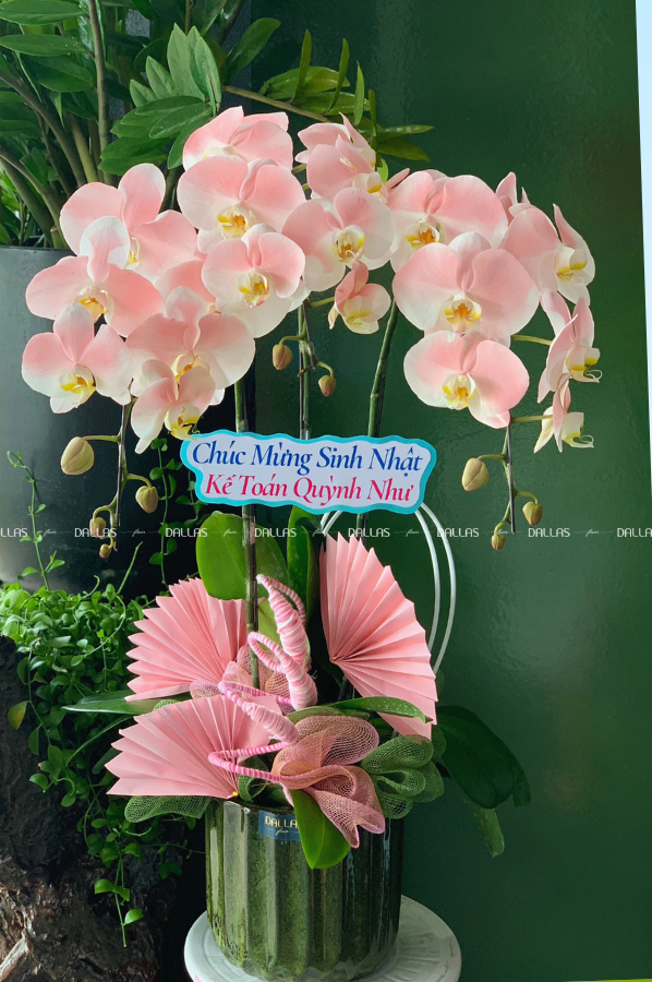 Chậu Lan Hồ Điệp Hồng Pastel 3 Cành (Đ3-NH1/01) Chậu Lan Hồ Điệp Hồng Pastel 3 Cành (Đ3-NH1/01)