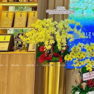 Chậu Hoa Lan Hồ Điệp Xanh Táo Chậu15 Cành (Đ15-XT1/03/CP)