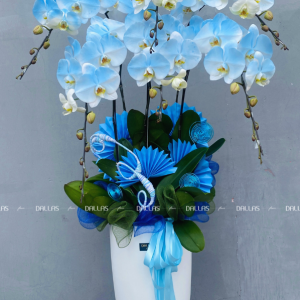Chậu Lan Hồ Điệp Phun Màu Xanh Dương 6 Cành (Đ6-NX1/01)