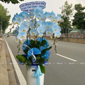 Chậu Lan Hồ Điệp Phun Màu Xanh Dương 6 Cành (Đ6-NX1/02)