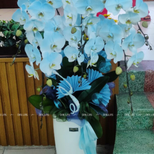 Chậu Lan Hồ Điệp Phun Màu Xanh Dương 6 Cành (Đ6-NX1/01)