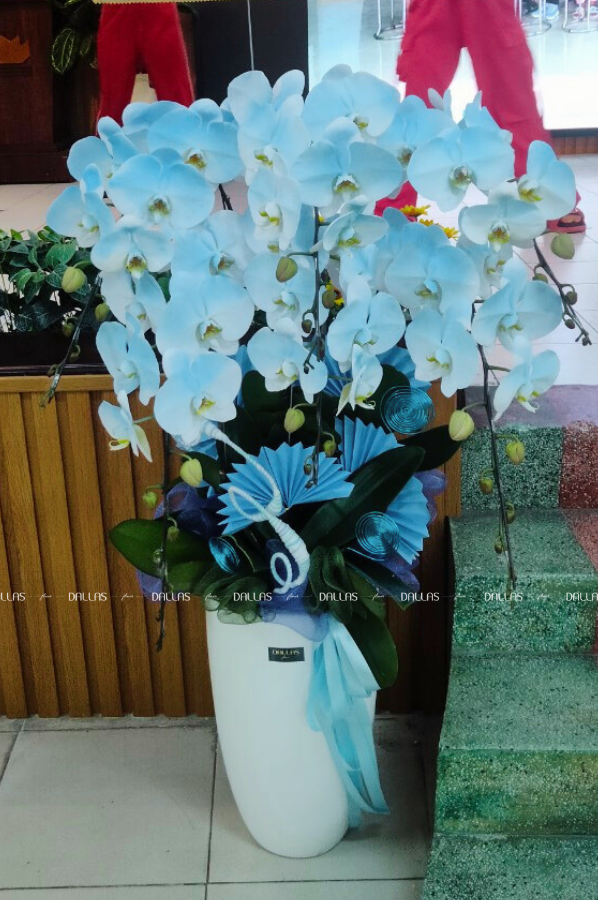 Chậu Lan Hồ Điệp Phun Màu Xanh Dương 6 Cành (Đ6-NX1/01) Chậu Lan Hồ Điệp Phun Màu Xanh Dương 6 Cành (Đ6-NX1/01)