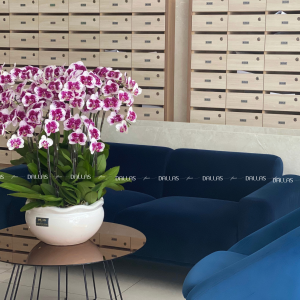 Chậu Lan Hồ Điệp Đột Biến 20 Cành (Đ20-ĐB1/02)