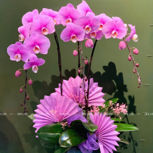 Chậu Lan Hồ Điệp Hồng Anna 3 Cành (Đ3_H1/03)