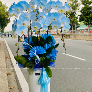 Chậu Lan Hồ Điệp Phun Màu Xanh Dương 6 Cành (Đ6-NX1/02)