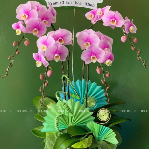 Chậu Lan Hồ Điệp Hồng Anna 4 Cành (Đ4-H1/01)