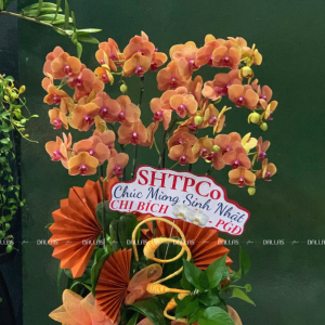 Chậu Lan Hồ Điệp Cam 10 Cành Đôi (Đ5-C2/03)