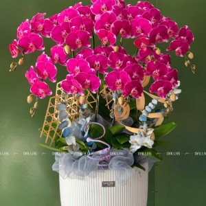 Chậu Lan Hồ Điệp Đột Biến Tím 8 Cành (Đ8-ĐB1/02)
