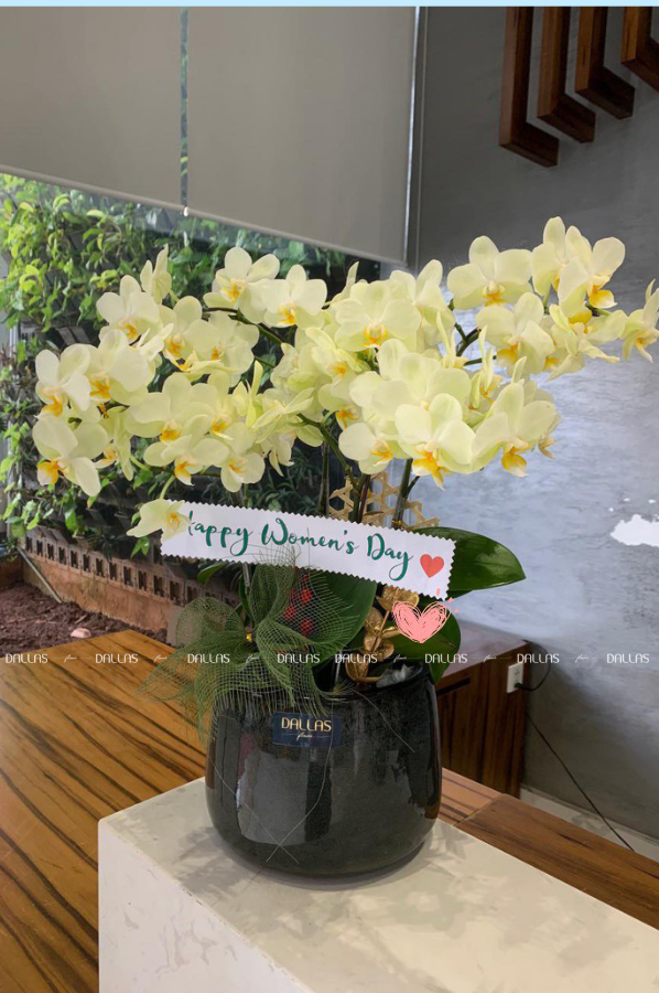 Chậu Lan Hồ Điệp Mini Xanh Táo 6 Cành Đôi (M3-XT2/04) Chậu Lan Hồ Điệp Mini Xanh Táo 6 Cành Đôi (M3-XT2/04)