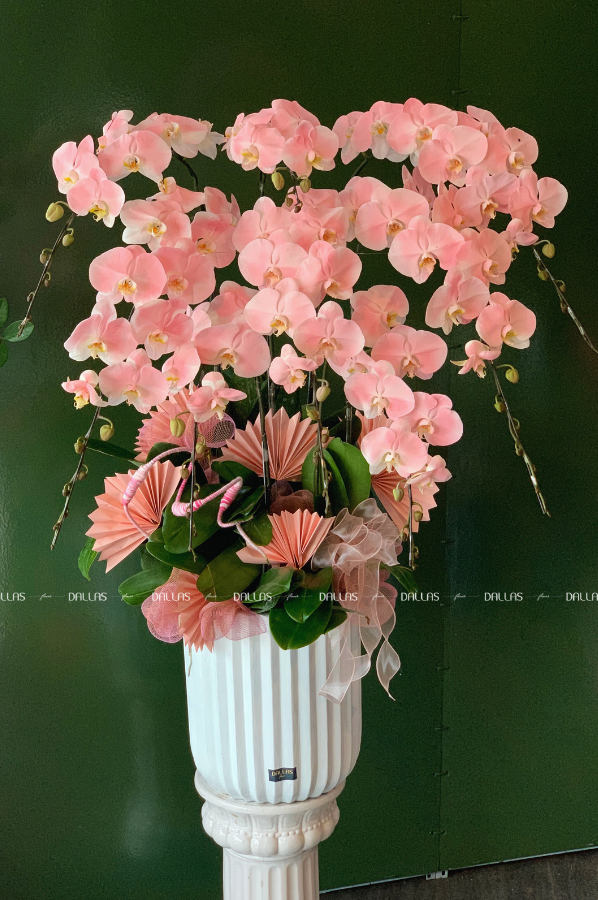 Chậu Lan Hồ Điệp Hồng Pastel - Món Quà Độc Đáo Cho Ngày Khai Trương