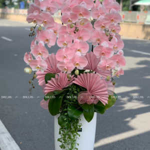 Chậu Lan Hồ Điệp Hồng Pastel Signature 6 Cành (Đ6-NH1/02)