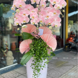 Chậu Lan Hồ Điệp Hồng Pastel Signature 6 Cành (Đ6-NH1/03)