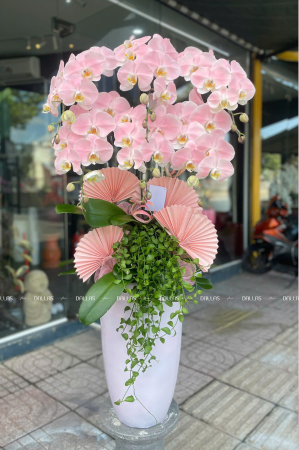 Chậu Lan Hồ Điệp Hồng Pastel Signature 6 Cành (Đ6-NH1/03) Chậu Lan Hồ Điệp Hồng Pastel Signature 6 Cành (Đ6-NH1/03)