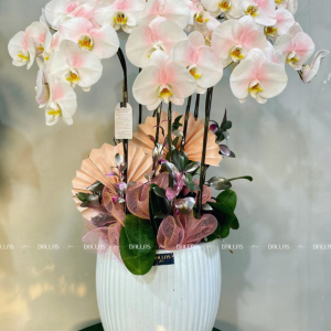 Chậu Lan Hồ Điệp Hồng Pastel 8 Cành Đôi (Đ4-NH2/01)