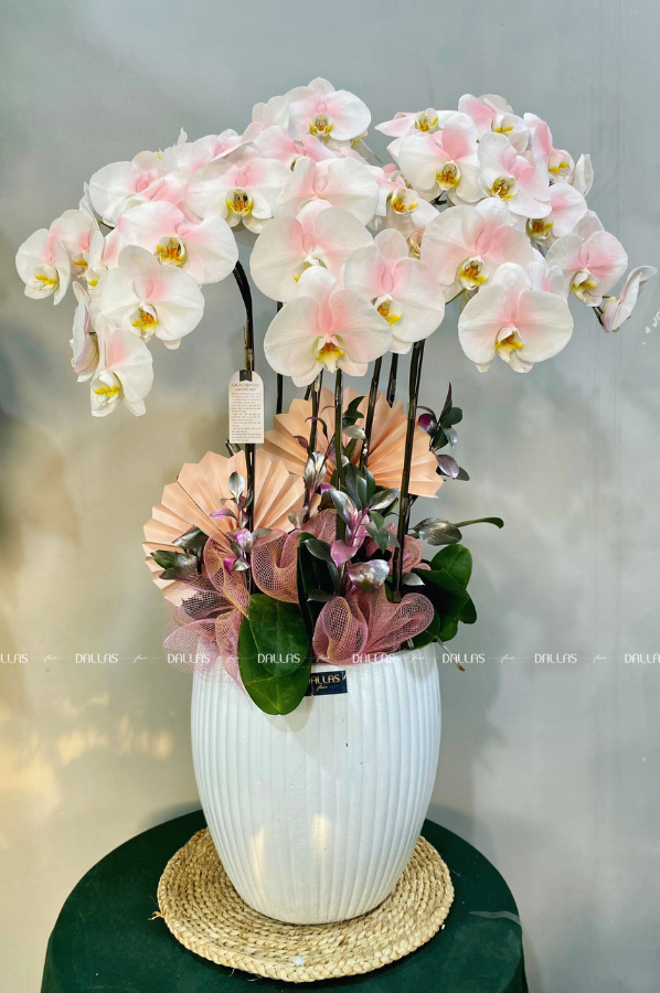 Chậu Lan Hồ Điệp Hồng Pastel 8 Cành Đôi (Đ4-NH2/01) Chậu Lan Hồ Điệp Hồng Pastel 8 Cành Đôi (Đ4-NH2/01)