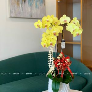 Chậu Lan Hồ Điệp Vàng 3 Cành (Đ3-V1/02)