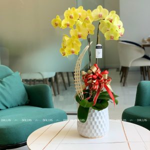 Chậu Lan Hồ Điệp Vàng 3 Cành (Đ3-V1/02)