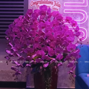 Chậu Lan Hồ Điệp Tím 15 Cành (Đ15-TI1/01/C)