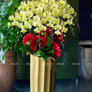 Chậu Hoa Lan Hồ Điệp Xanh Táo 15 Cành (Đ15-XT1/01/CP)