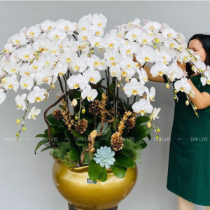 Chậu Lan Hồ Điệp Trắng 20 Cành (Đ20-TR1/02)